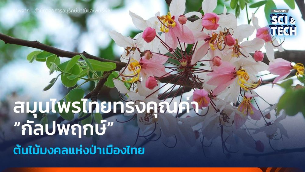สมุนไพรไทยทรงคุณค่า “กัลปพฤกษ์” ต้นไม้มงคลแห่งป่าเมืองไทย