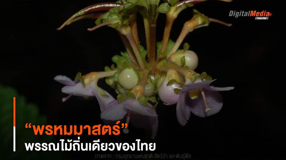 พรรณไม้น่ารู้ ! “พรหมมาสตร์” พรรณไม้ถิ่นเดียวของไทย