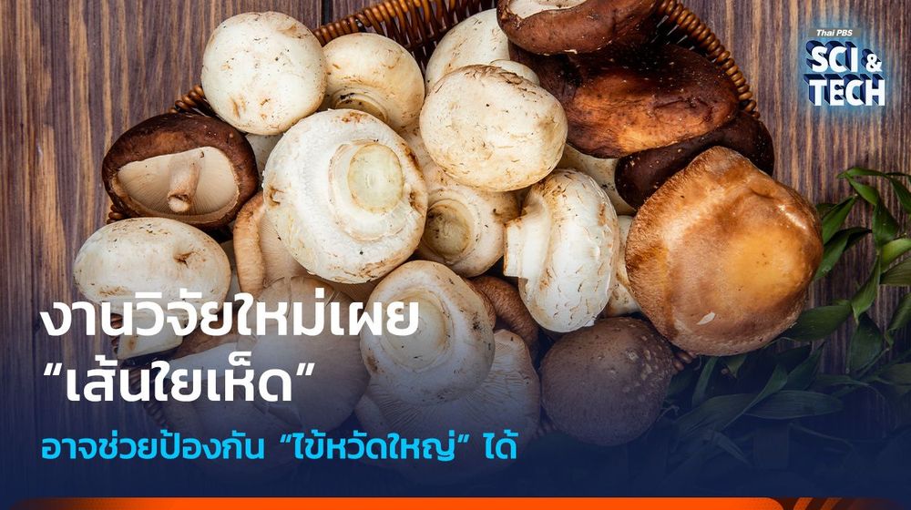 งานวิจัยใหม่เผย “เส้นใยเห็ด” อาจช่วยป้องกัน “ไข้หวัดใหญ่” ได้