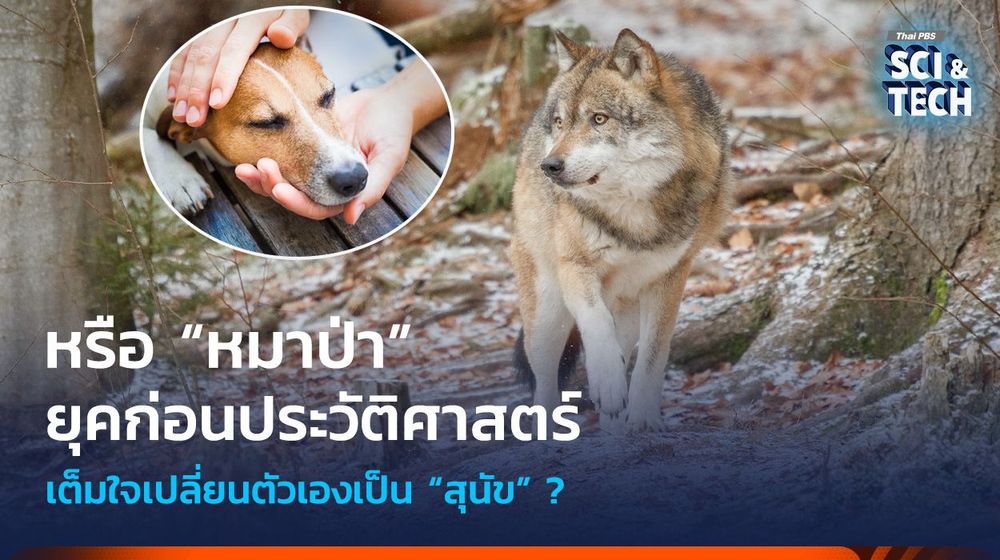 หรือ “หมาป่า” ยุคก่อนประวัติศาสตร์ เต็มใจเปลี่ยนตัวเองเป็น “สุนัข” ?