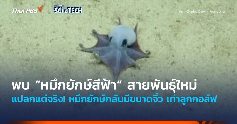 แปลกแต่จริง! พบ “หมึกยักษ์สีฟ้า” สายพันธุ์ใหม่ แต่กลับมีขนาดจิ๋ว เท่าลูกกอล์ฟ