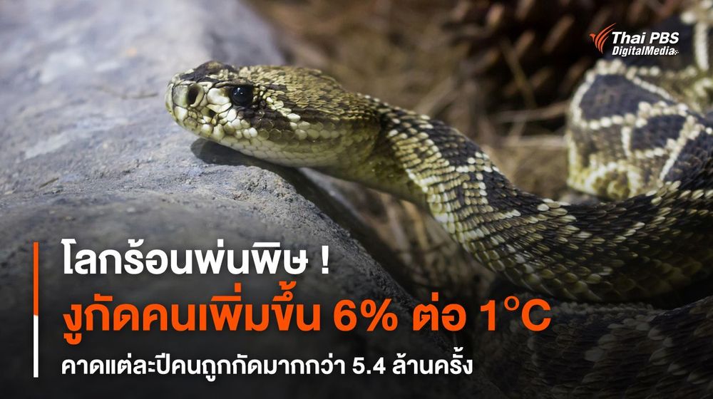 โลกร้อนพ่นพิษ ! งูกัดคนเพิ่มขึ้น 6% ต่อ 1°C คาดแต่ละปีคนถูกกัดมากกว่า 5.4 ล้านครั้ง