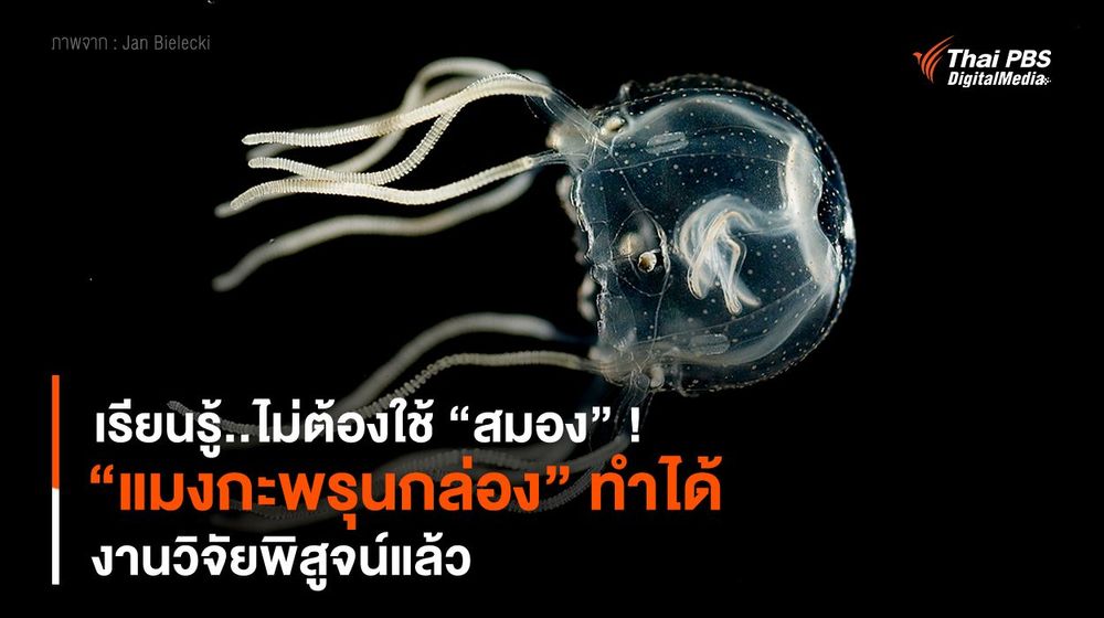 เรียนรู้..ไม่ต้องใช้ “สมอง” ! “แมงกะพรุนกล่อง” ทำได้ งานวิจัยพิสูจน์แล้ว
