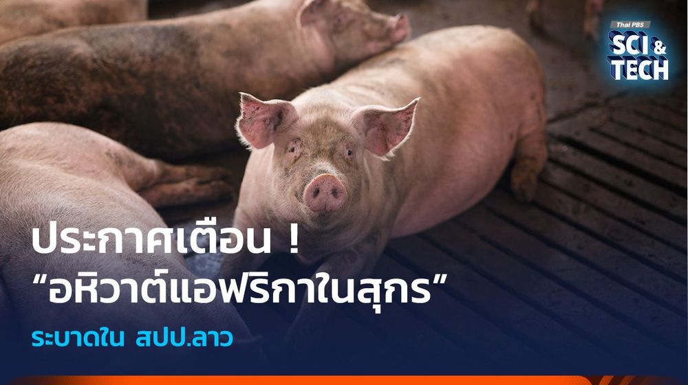 ประกาศเตือน ! “อหิวาต์แอฟริกาในสุกร” ระบาดใน สปป.ลาว