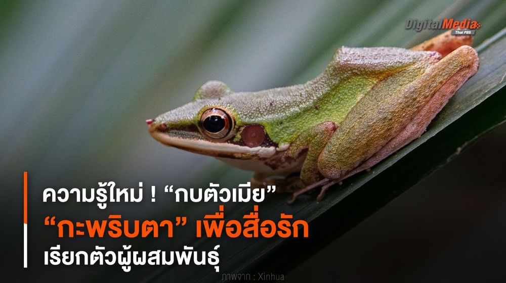 ความรู้ใหม่ ! “กบตัวเมียกะพริบตา” เพื่อสื่อรัก เรียกตัวผู้ผสมพันธุ์