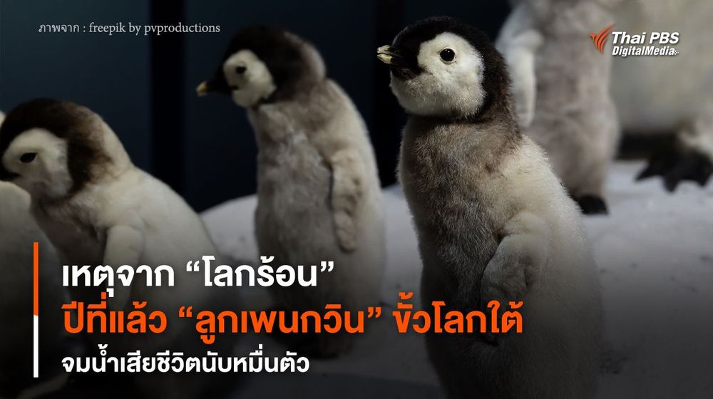 เหตุจาก “โลกร้อน” ปีที่แล้ว “ลูกเพนกวิน” ขั้วโลกใต้ จมน้ำเสียชีวิตนับหมื่นตัว
