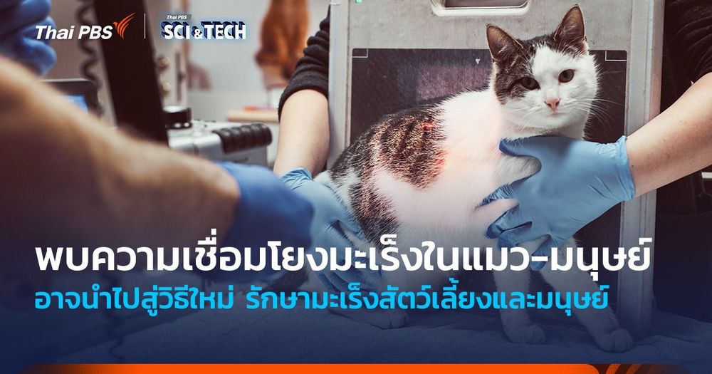 พบความเชื่อมโยงมะเร็งในแมว-มนุษย์ อาจนำไปสู่วิธีใหม่รักษามะเร็งสัตว์เลี้ยงและมนุษย์