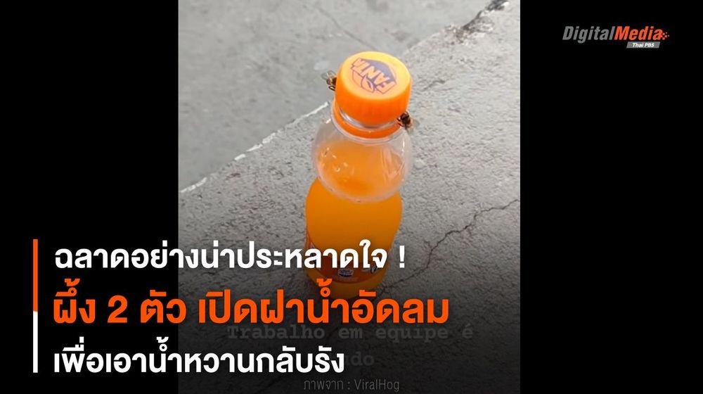 ฉลาดอย่างน่าประหลาดใจ ! ผึ้ง 2 ตัว เปิดฝาน้ำอัดลมเพื่อเอาน้ำหวานกลับรัง