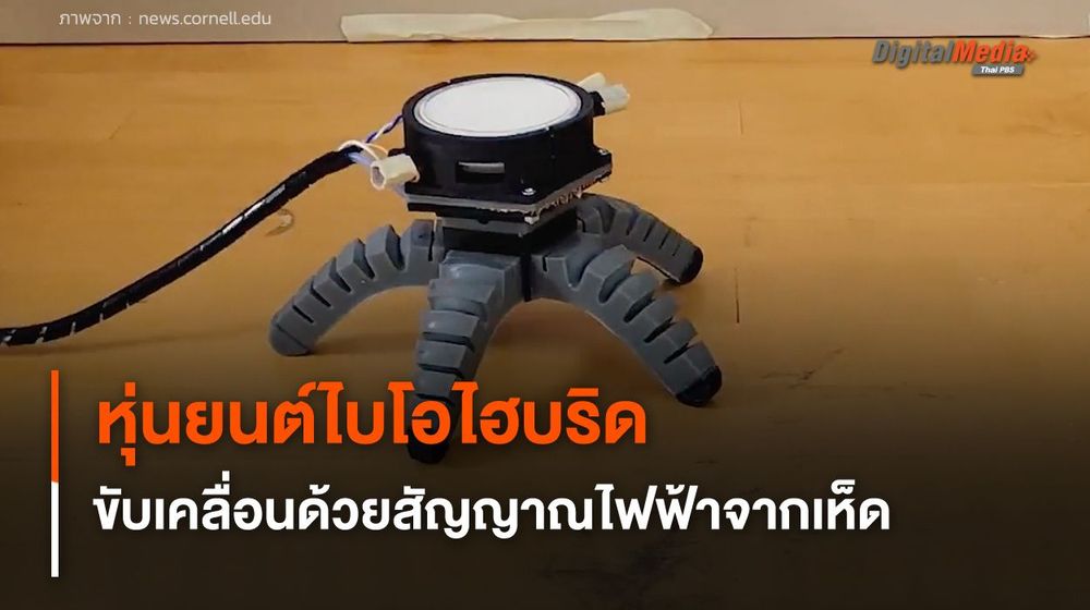 หุ่นยนต์ไบโอไฮบริด ขับเคลื่อนด้วยสัญญาณไฟฟ้าจากเห็ด