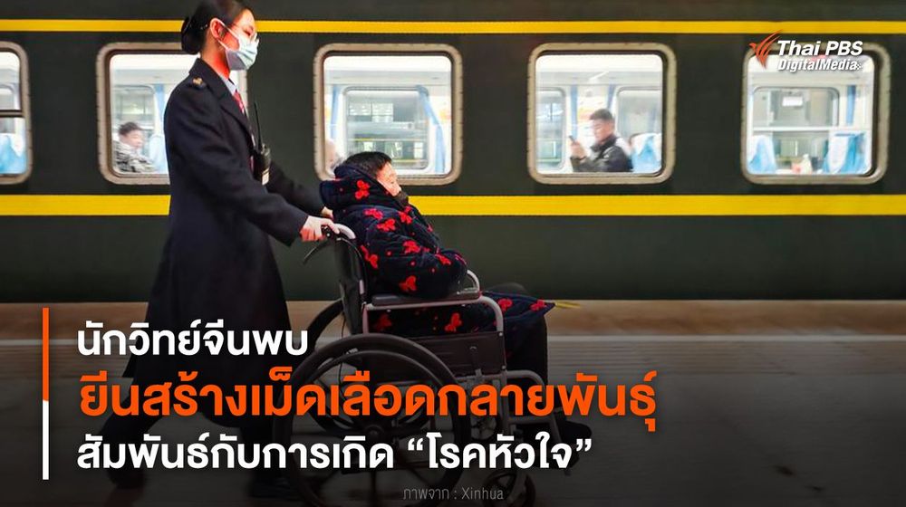 นักวิทย์จีนพบ “ยีนสร้างเม็ดเลือดกลายพันธุ์” สัมพันธ์กับการเกิด “โรคหัวใจ”