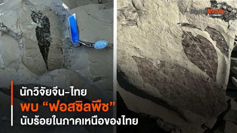 นักวิจัยจีน-ไทย พบ “ฟอสซิลพืช” นับร้อยในภาคเหนือของไทย