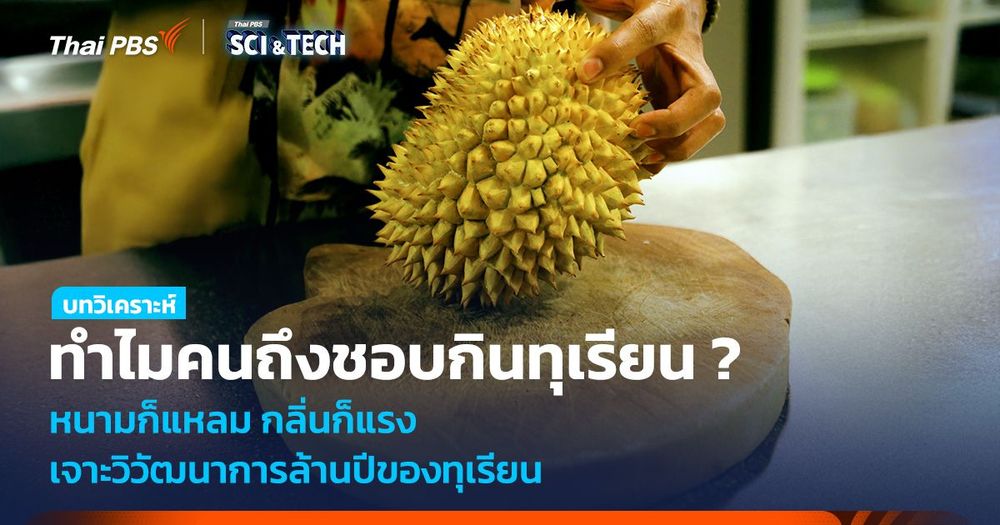 ทำไมคนถึงชอบทุเรียน ? หนามก็แหลม กลิ่นก็แรง เจาะวิวัฒนาการล้านปีของทุเรียน