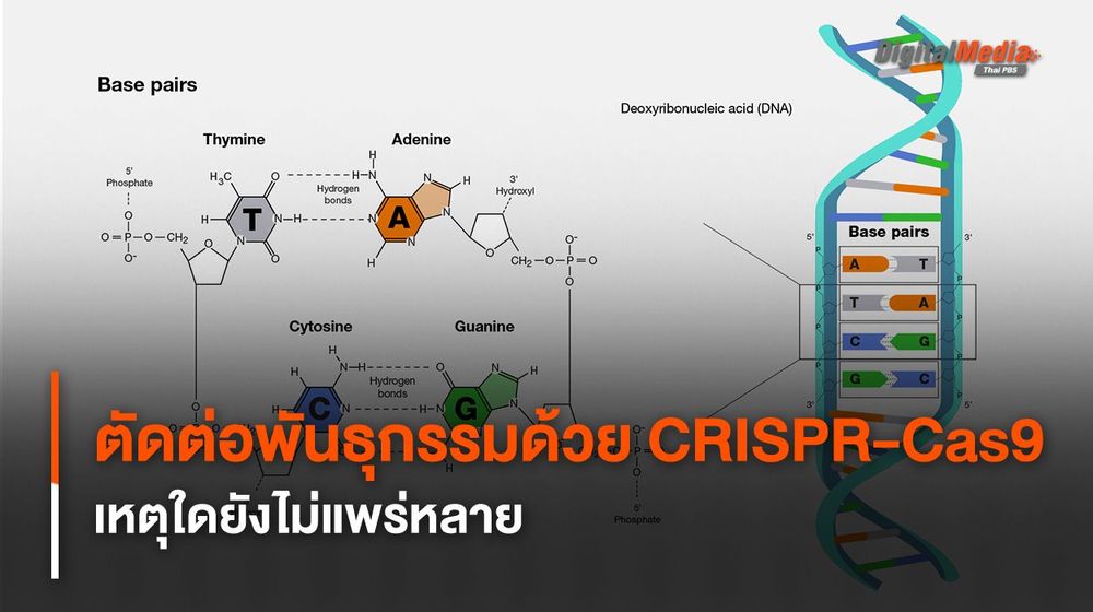 CRISPR-Cas9 นวัตกรรมตัดต่อพันธุกรรม เหตุใดไม่ถูกใช้แพร่หลาย