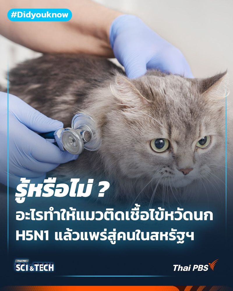 อะไรทำให้แมวติดเชื้อไข้หวัดนก H5N1 แล้วแพร่สู่คนในสหรัฐฯ