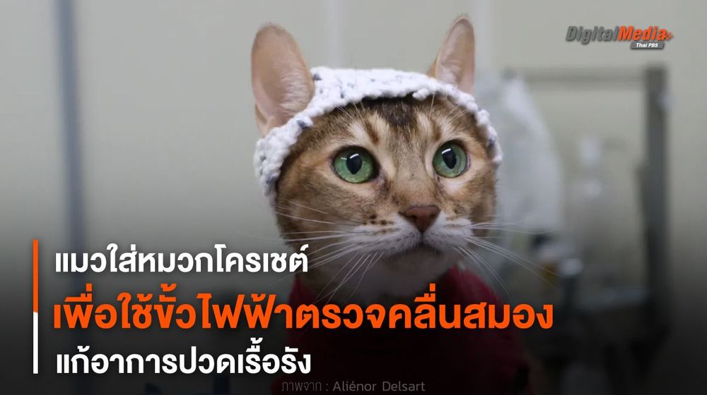 แมวใส่หมวกโครเชต์ เพื่อใช้ขั้วไฟฟ้าตรวจคลื่นสมองแก้อาการปวดเรื้อรัง