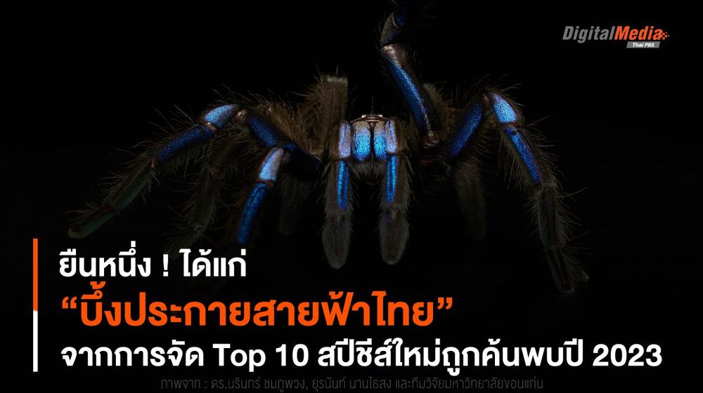 ยืนหนึ่ง ! ได้แก่ “บึ้งประกายสายฟ้าไทย” จากการจัด Top 10 สปีชีส์ใหม่ถูกค้นพบปี 2023 