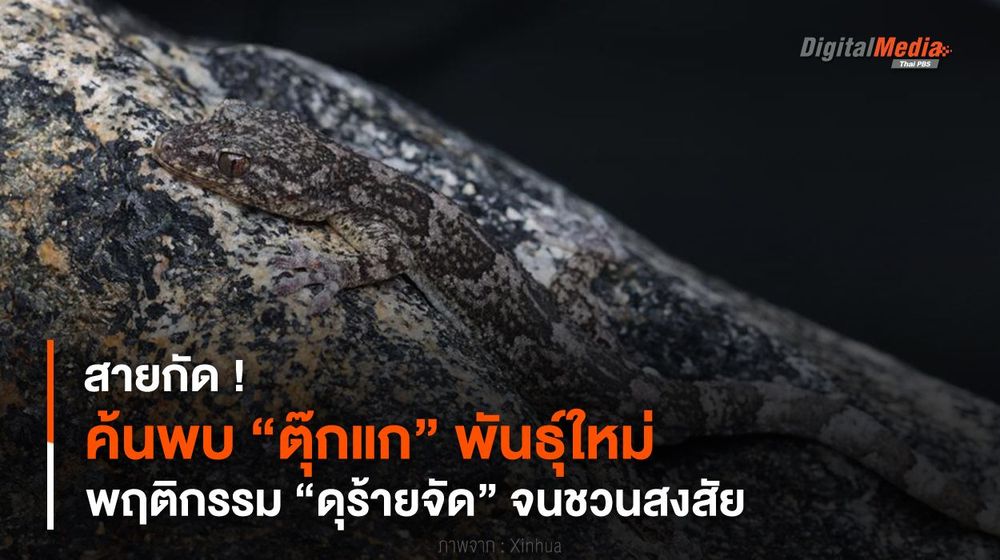 สายกัด ! ค้นพบ “ตุ๊กแก” พันธุ์ใหม่ พฤติกรรม “ดุร้ายจัด” จนชวนสงสัย