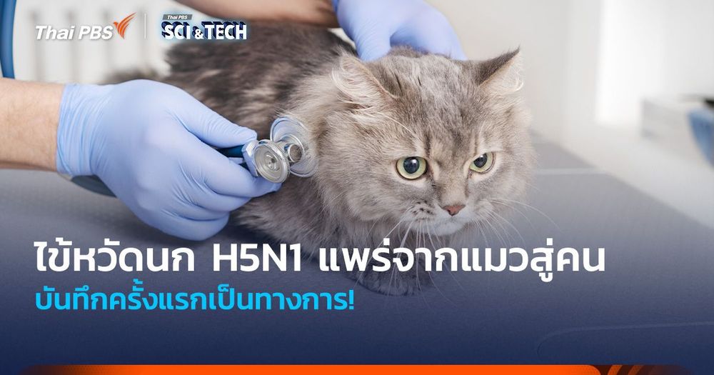 ครั้งแรกเป็นทางการ! ไข้หวัดนก H5N1 แพร่จากแมวเลี้ยงสู่คน