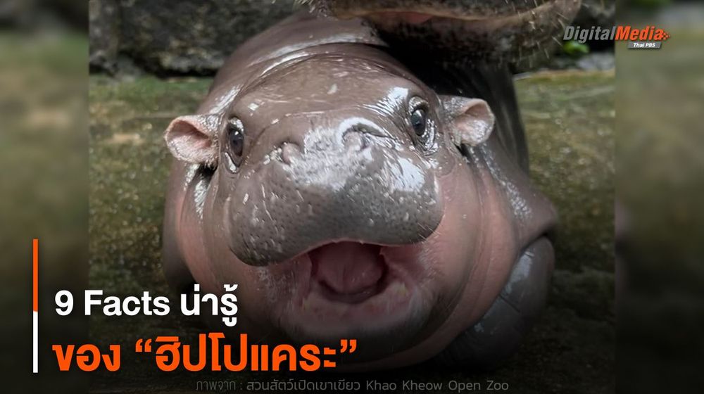 9 Facts น่ารู้ ของ “ฮิปโปแคระ”