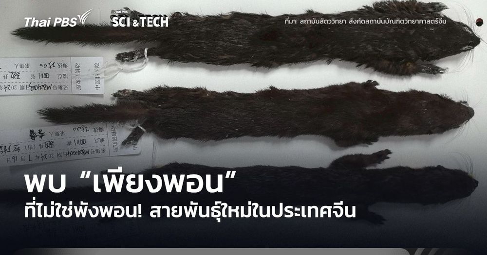 ไม่ใช่พังพอน! พบ “เพียงพอน” พันธุ์ใหม่ในประเทศจีน 