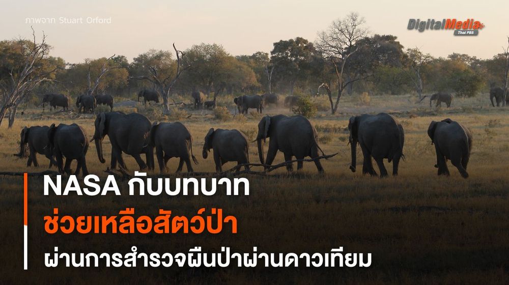 เมื่อ NASA เข้ามามีบทบาทสำคัญในการ “พิทักษ์สัตว์ป่า” ผ่านการสำรวจผืนป่าผ่านดาวเทียม