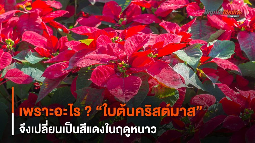 เพราะอะไร ? “ใบต้นคริสต์มาส” จึงเปลี่ยนเป็นสีแดงในฤดูหนาว