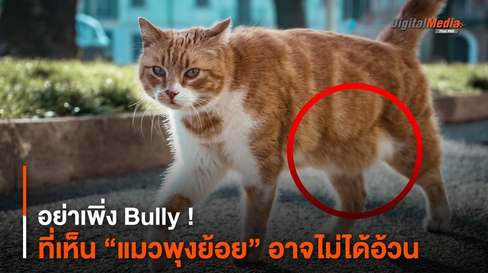 อย่าเพิ่ง Bully ! ที่เห็น “แมวพุงย้อย” อาจไม่ได้อ้วน