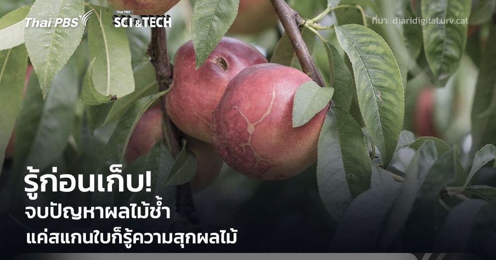 รู้ก่อนเก็บ! จบปัญหาผลไม้ช้ำ แค่ "สแกนใบ" ก็รู้ความสุกของผลไม้ทันที