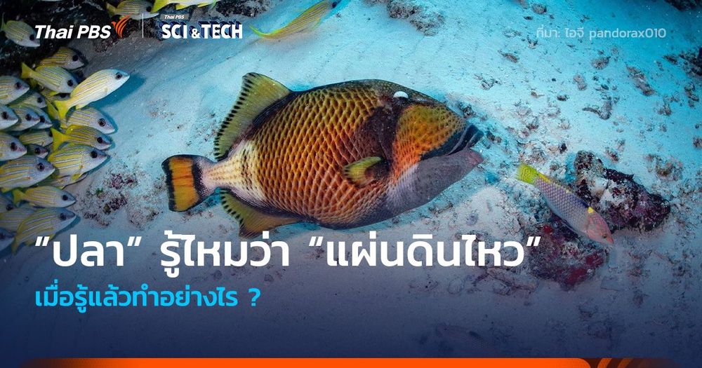 “ปลา” รู้ไหมว่า “แผ่นดินไหว” เมื่อรู้แล้วทำอย่างไร ? 