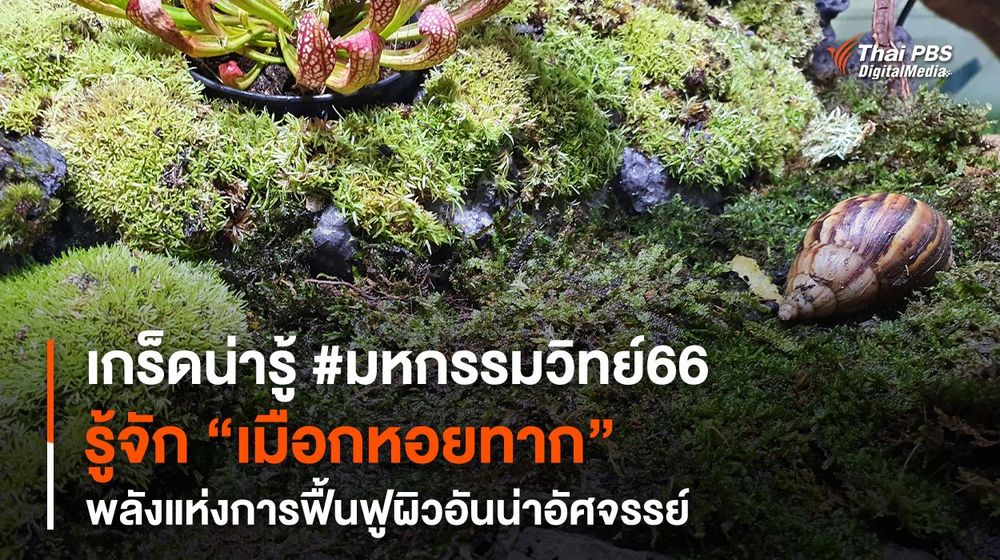 เกร็ดน่ารู้ #มหกรรมวิทย์66 รู้จัก “เมือกหอยทาก” พลังแห่งการฟื้นฟูผิวอันน่าอัศจรรย์