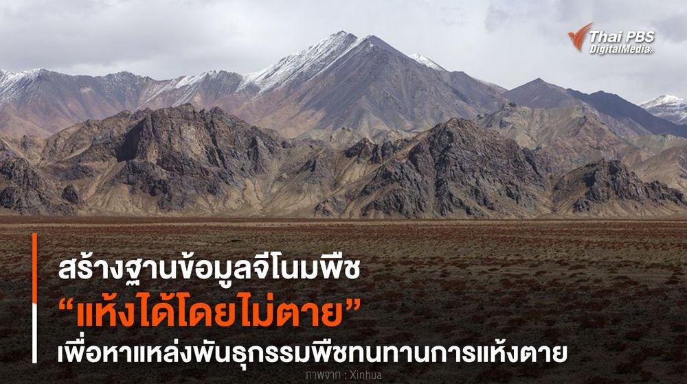 สร้างฐานข้อมูลจีโนมพืช “แห้งได้โดยไม่ตาย” เพื่อหาแหล่งพันธุกรรมพืชทนทานการแห้งตาย