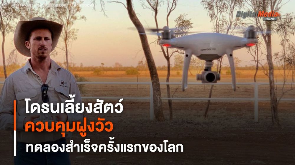 โดรนเลี้ยงสัตว์ ควบคุมฝูงวัวจากระยะไกล สำเร็จครั้งแรกของโลก