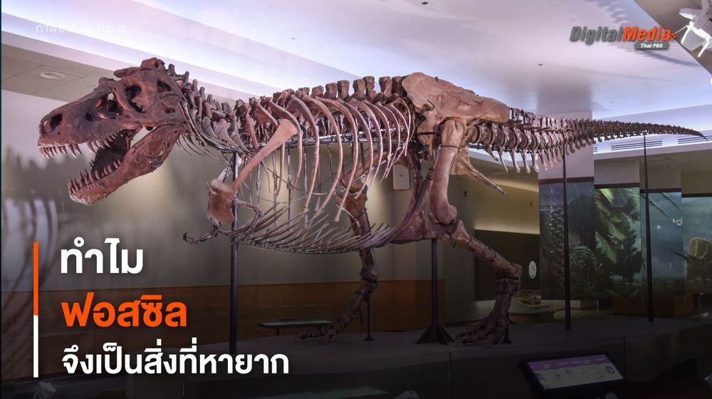 ทำไม ? “ฟอสซิล” ของสัตว์โบราณเป็นสิ่งหายาก