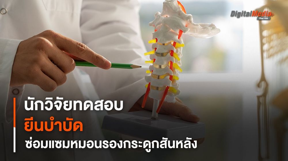 "ยีนบำบัด" ซ่อมแซมหมอนรองกระดูกสันหลัง ช่วยบรรเทาอาการปวดหลัง