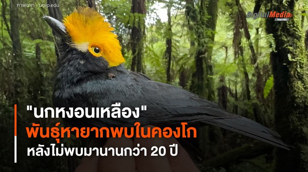 นักวิทยาศาสตร์พบ "นกหงอนเหลือง" พันธุ์หายากในคองโก หลังไม่พบนานกว่า 20 ปี