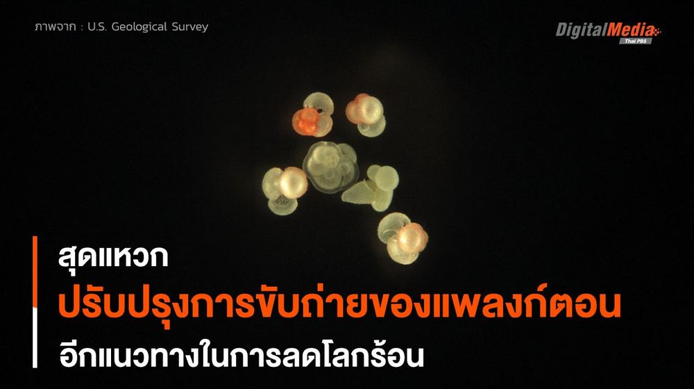 ปรับปรุงคุณสมบัติขับถ่าย “แพลงก์ตอน” อีกแนวทางลดโลกร้อน