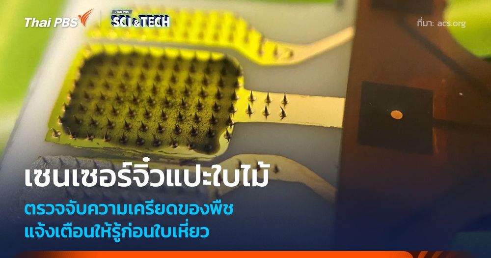 เซนเซอร์จิ๋วแปะใบไม้ ตรวจจับความเครียดของพืช เตือนก่อนใบเหี่ยว