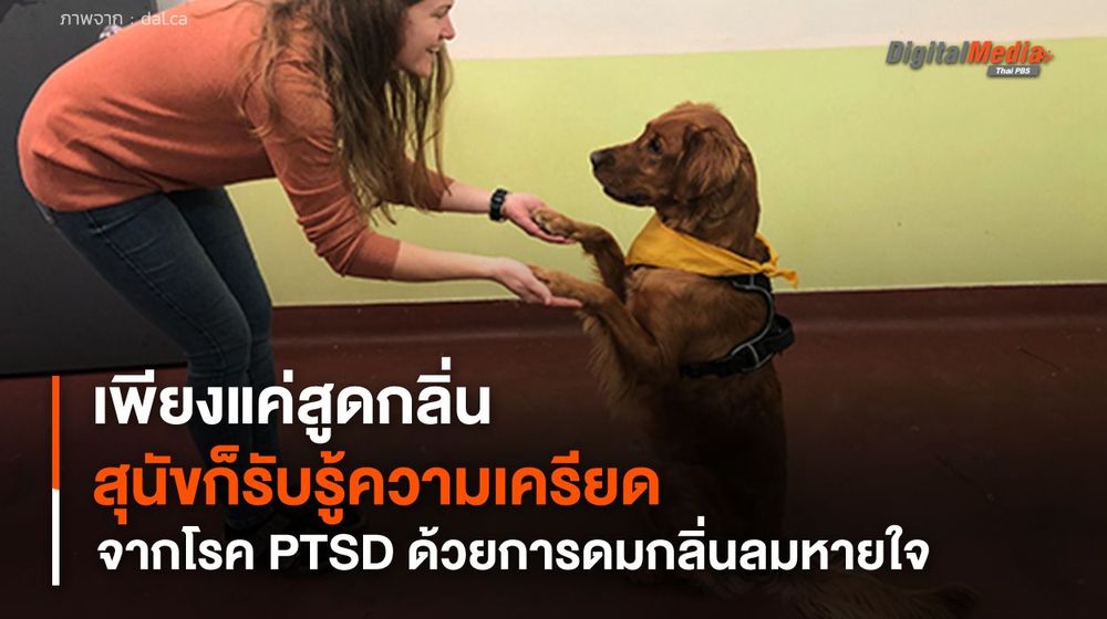 เพียงแค่สูดกลิ่น สุนัขก็รับรู้ความเครียดจากโรค PTSD ด้วยการดมกลิ่นลมหายใจ
