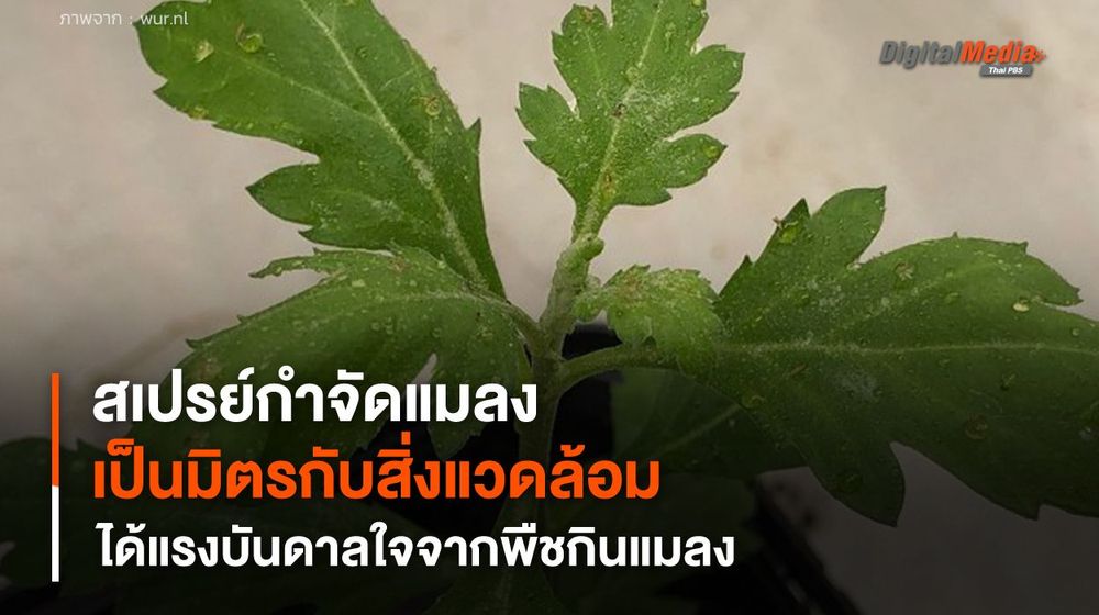 สเปรย์กำจัดแมลงจากน้ำมันพืช แรงบันดาลใจจากพืชกินแมลง เป็นมิตรต่อสิ่งแวดล้อม