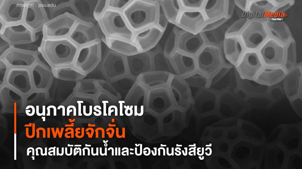 นักวิจัยสร้างแบบจำลองปีกเพลี้ยจักจั่น ทดสอบความสามารถในการป้องกันรังสียูวี