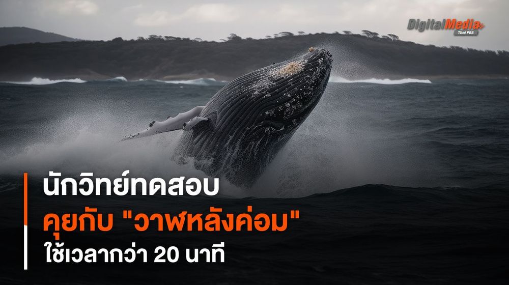 นักวิทย์ทดสอบระบบสนทนากับ "วาฬหลังค่อม" สำเร็จ คุยได้นาน 20 นาที