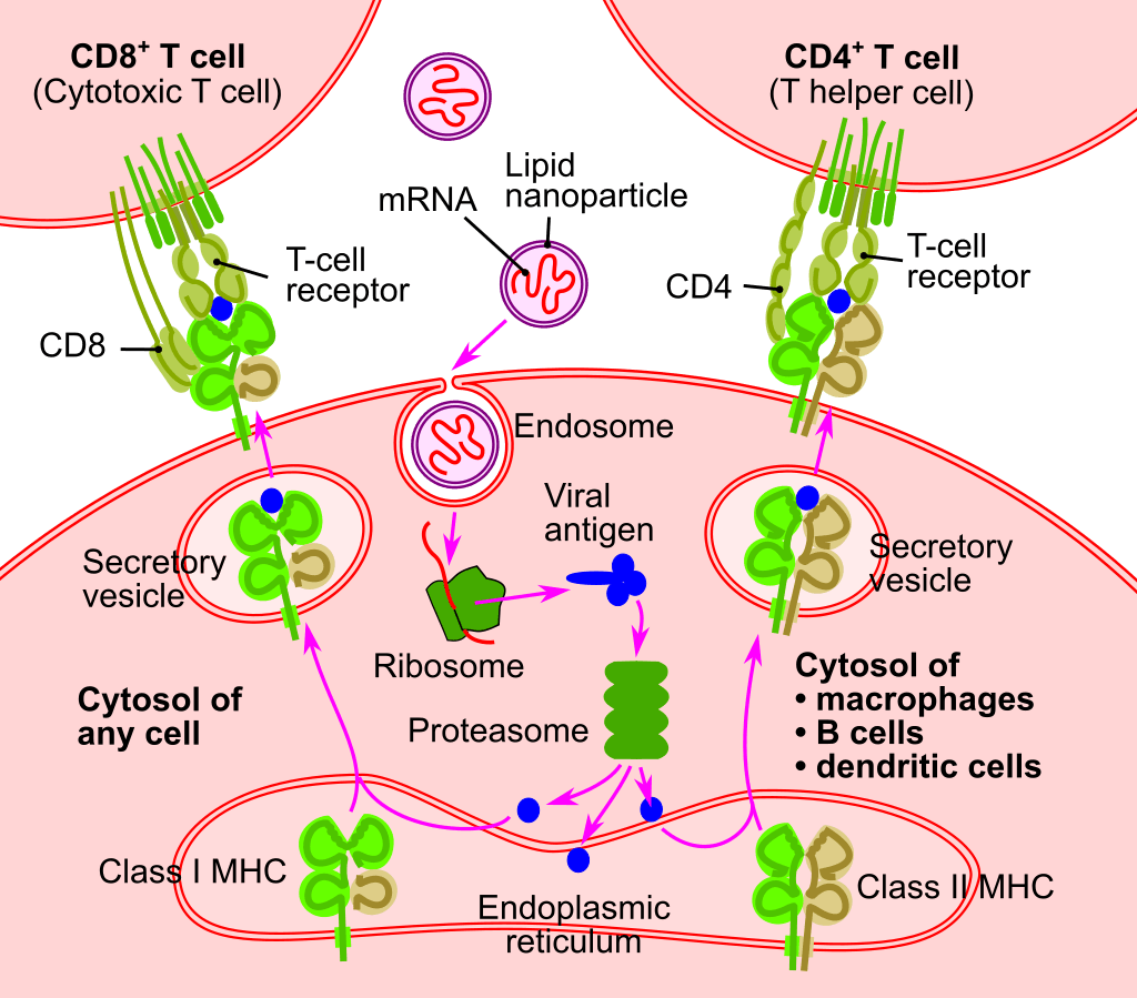 วัคซีน mRNA อาศัยกลไกตามธรรมชาติของเซลล์ในการสร้างชิ้นส่วนจำลองของไวรัสขึ้นมาเพื่อกระตุ้นภูมิคุ้มกัน