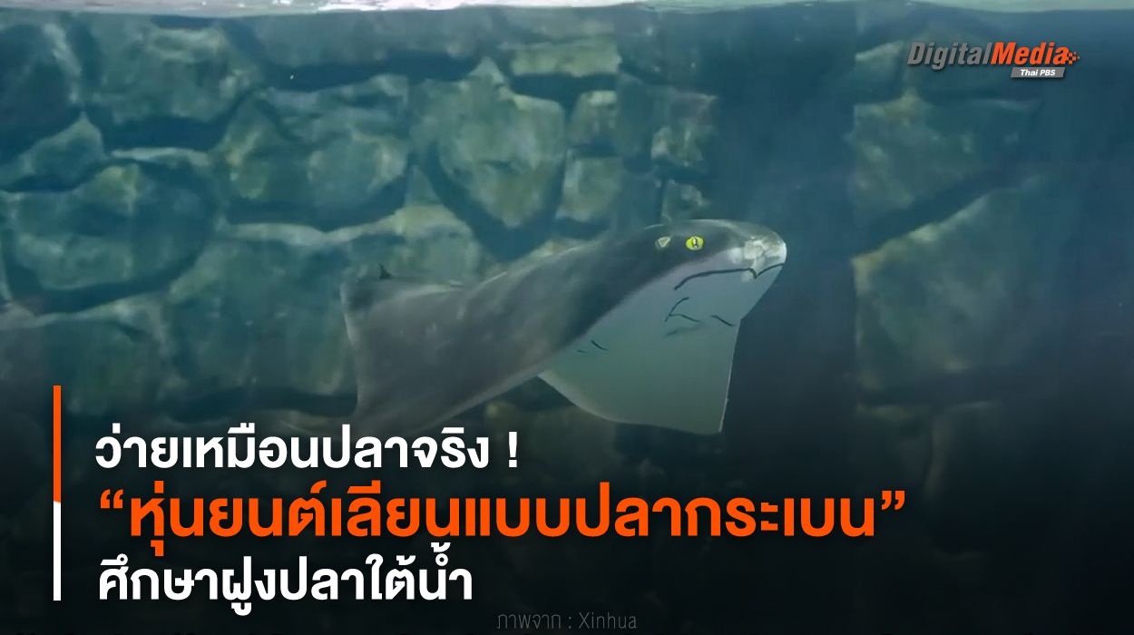 ว่ายเหมือนปลาจริง ! พัฒนา “หุ่นยนต์เลียนแบบปลากระเบน” ศึกษาฝูงปลาใต้น้ำ