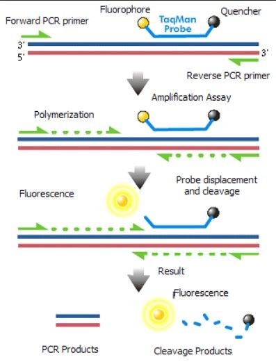 Realtime RT-PCR ใช้ Fluorophore ซึ่งจะจับเข้ากับ DNA ใด ๆ ในตัวอย่างเพื่อใช้วัดปริมาณของสารพันธุกรรมในตัวอย่าง