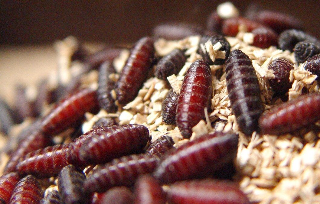 ดักแด้หนอนแมลงวันกินเนื้อ ภาพจาก COPEG/USDA