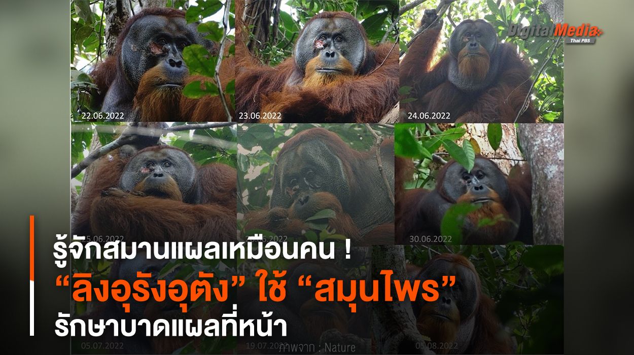 รู้จักสมานแผลเหมือนคน ! “ลิงอุรังอุตัง” ใช้ “สมุนไพร” รักษาบาดแผลที่หน้า