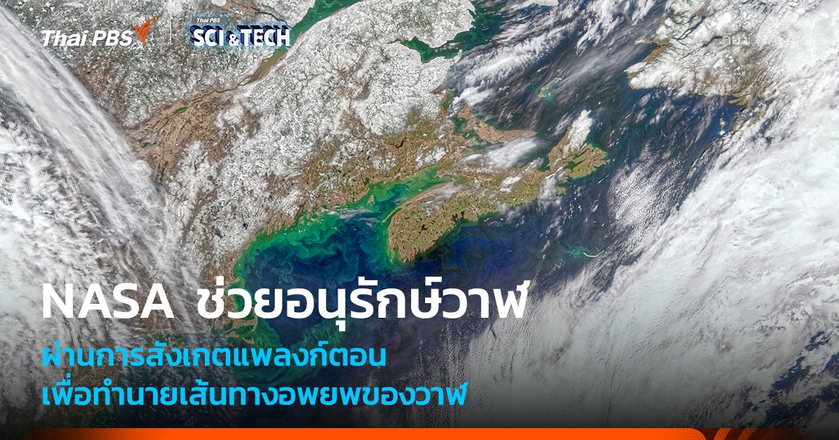 ดาวเทียม NASA กำลังมีบทบาทสำคัญในการอนุรักษ์วาฬ
