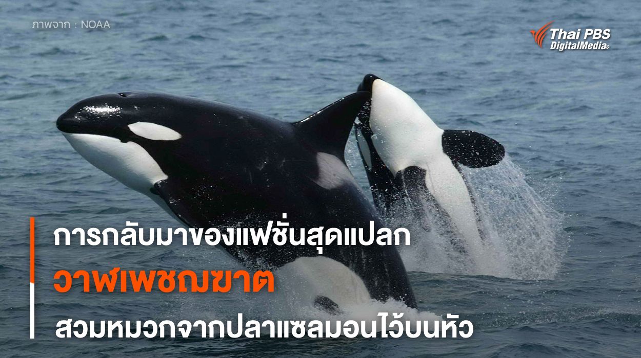 การกลับมาของแฟชั่น “หมวกปลาแซลมอน” ของวาฬเพชฌฆาตในรอบ 37 ปี !