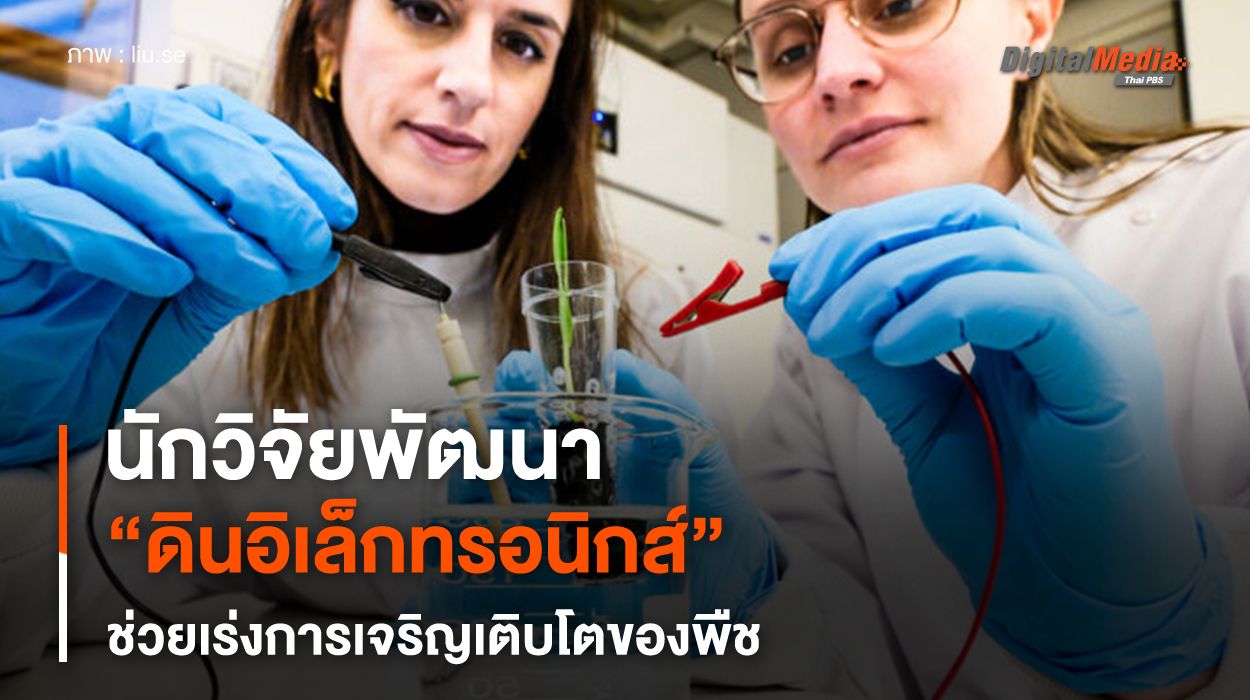 นักวิจัยสวีเดนพัฒนา "ดินอิเล็กทรอนิกส์" ช่วยเร่งการเจริญเติบโตของพืช