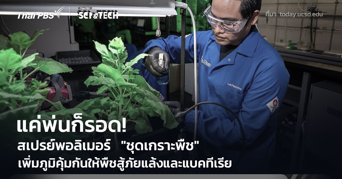 แค่พ่นก็รอด! สเปรย์พอลิเมอร์ "ชุดเกราะพืช" ช่วยพืชสู้ภัยแล้งและแบคทีเรีย